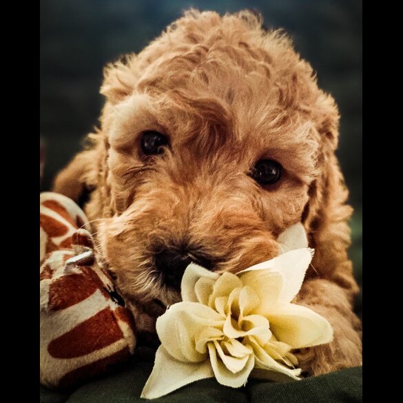 Cockapoo - Both