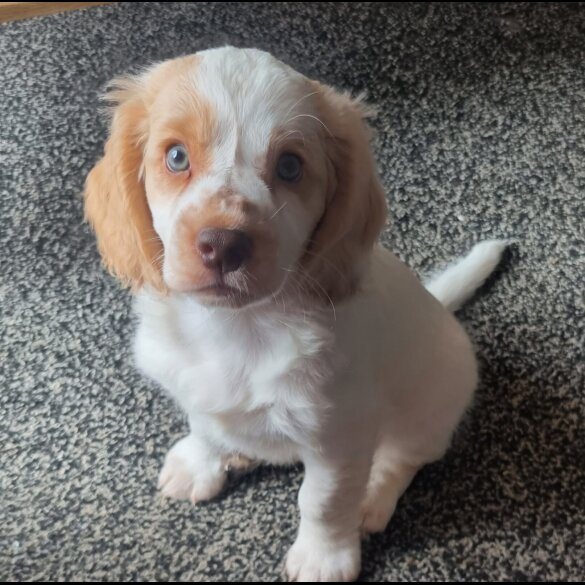 Cockapoo - Both