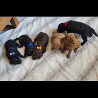 Cockapoo - Both