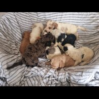 Cockapoo - Both