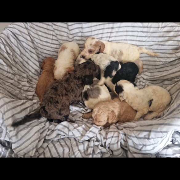 Cockapoo - Both