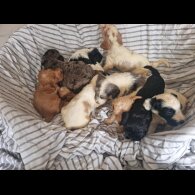 Cockapoo - Both