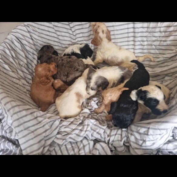Cockapoo - Both