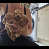 Cockapoo - Both