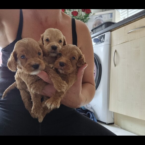 Cockapoo - Both