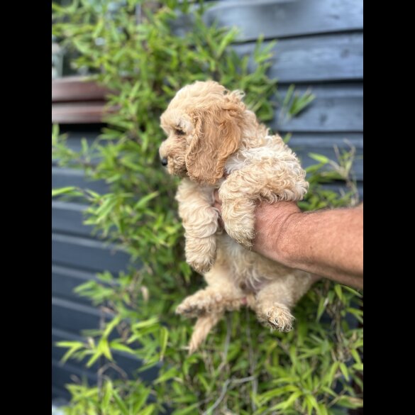 Cockapoo - Both