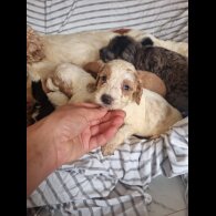 Cockapoo - Both