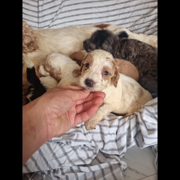 Cockapoo - Both