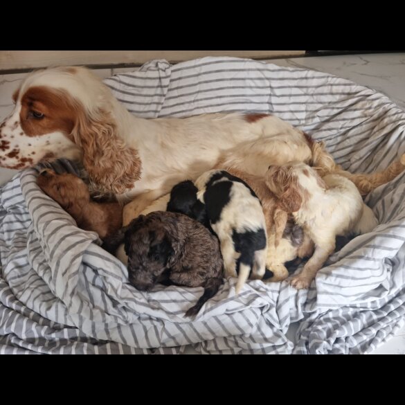 Cockapoo - Both