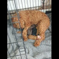 Cockapoo - Both