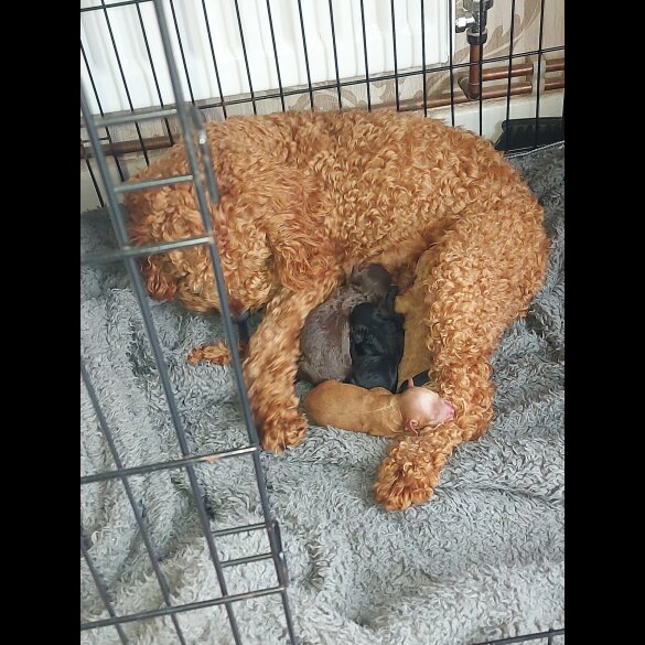 Cockapoo - Both