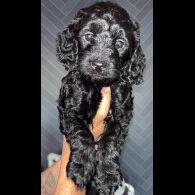 Cockapoo - Both