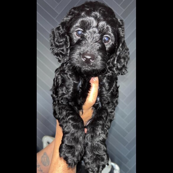 Cockapoo - Both