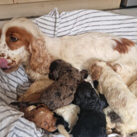 Cockapoo - Both