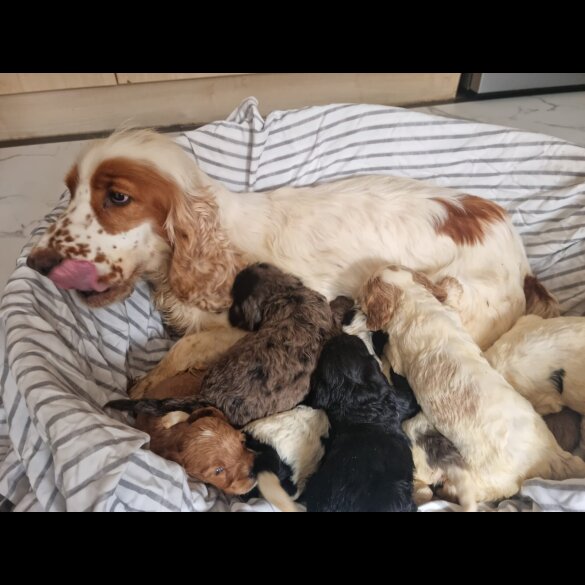Cockapoo - Both