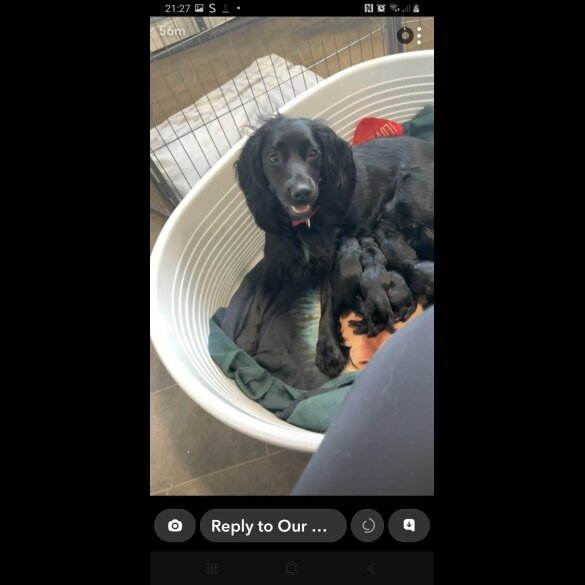 Cockapoo - Both