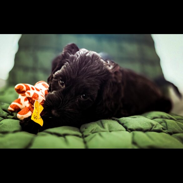 Cockapoo - Both