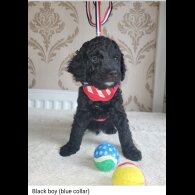 Cockapoo - Both