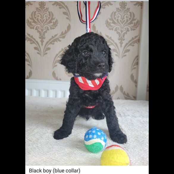 Cockapoo - Both