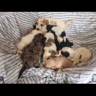 Cockapoo - Both