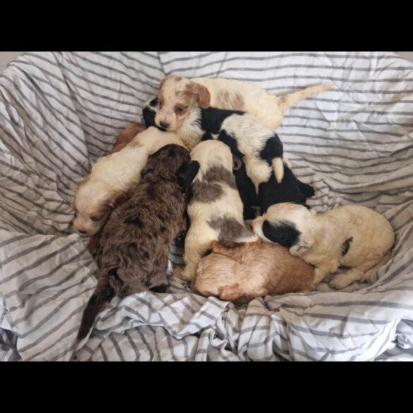 Cockapoo - Both