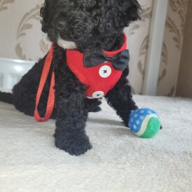 Cockapoo - Both