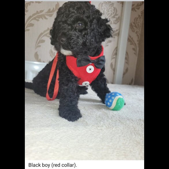 Cockapoo - Both