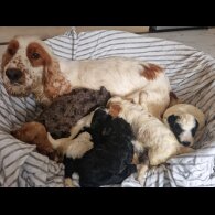 Cockapoo - Both