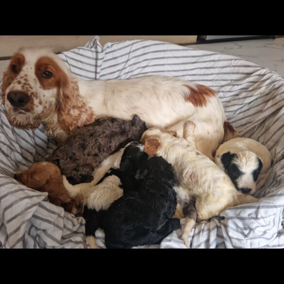 Cockapoo - Both