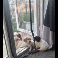 Cockapoo - Both