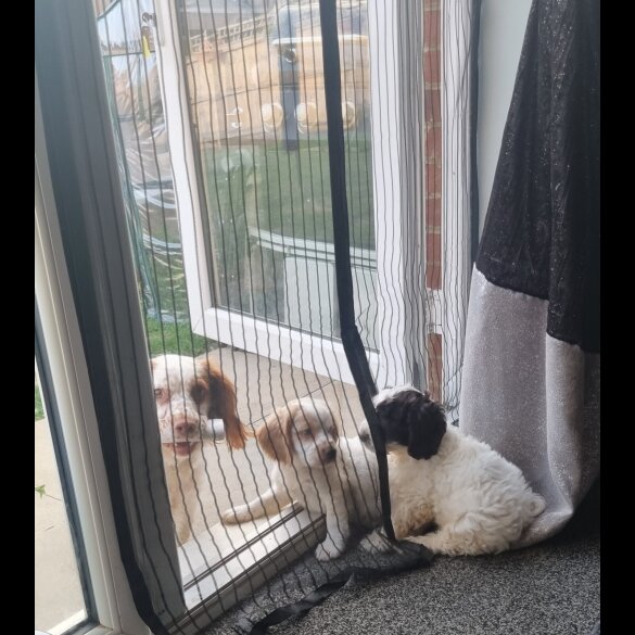 Cockapoo - Both