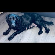 Cockapoo - Both