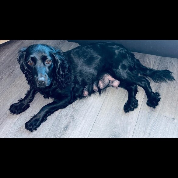Cockapoo - Both