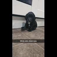 Cockapoo - Both