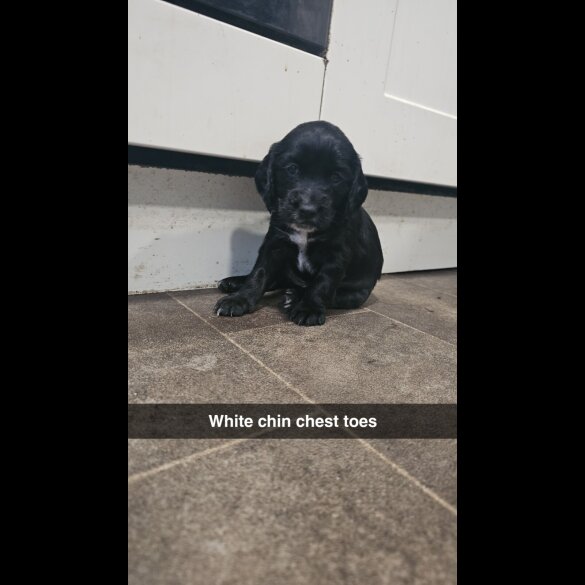 Cockapoo - Both