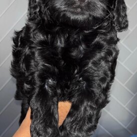 Cockapoo - Both