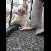 Cockapoo - Both