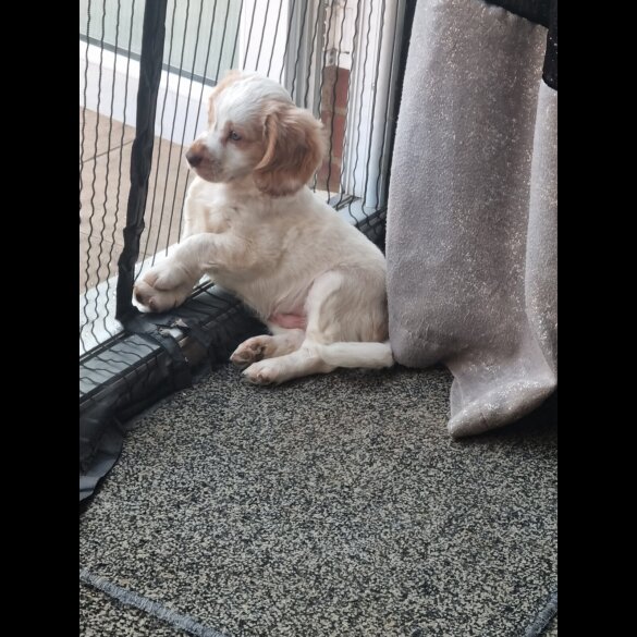 Cockapoo - Both