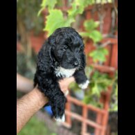 Cockapoo - Both