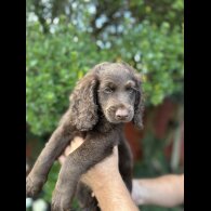 Cockapoo - Both