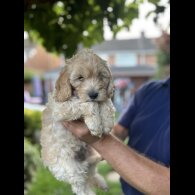 Cockapoo - Both