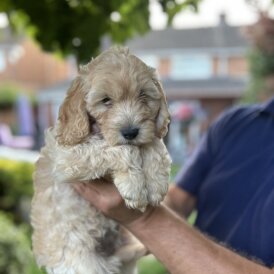 Cockapoo - Both