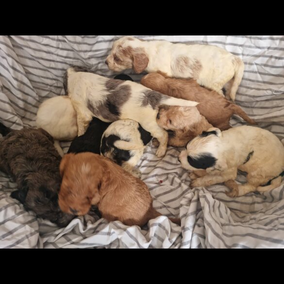 Cockapoo - Both