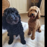 Cockapoo - Both