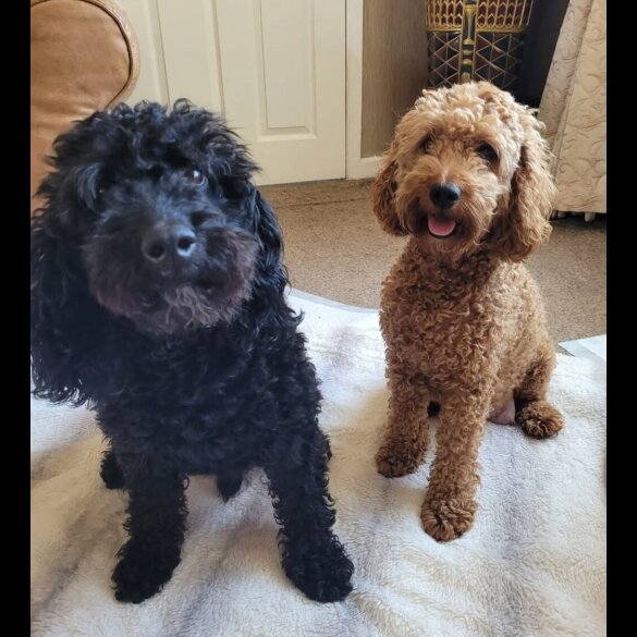 Cockapoo - Both