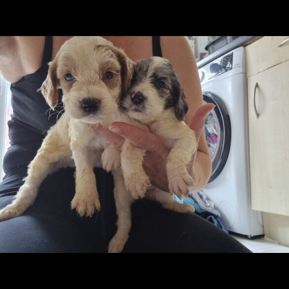 Cockapoo - Both