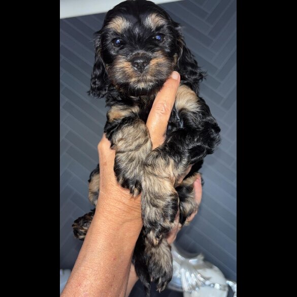Cockapoo - Both
