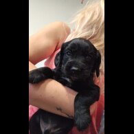 Cockapoo - Both