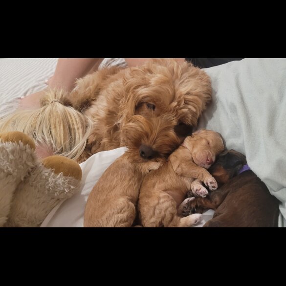 Cockapoo - Both