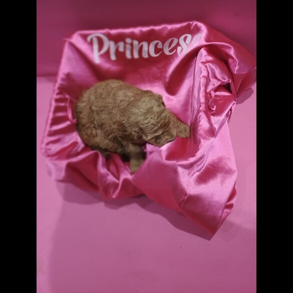 Cockapoo - Bitches